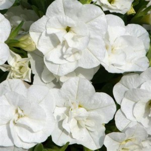 Калібрахоа Aloha Double White 